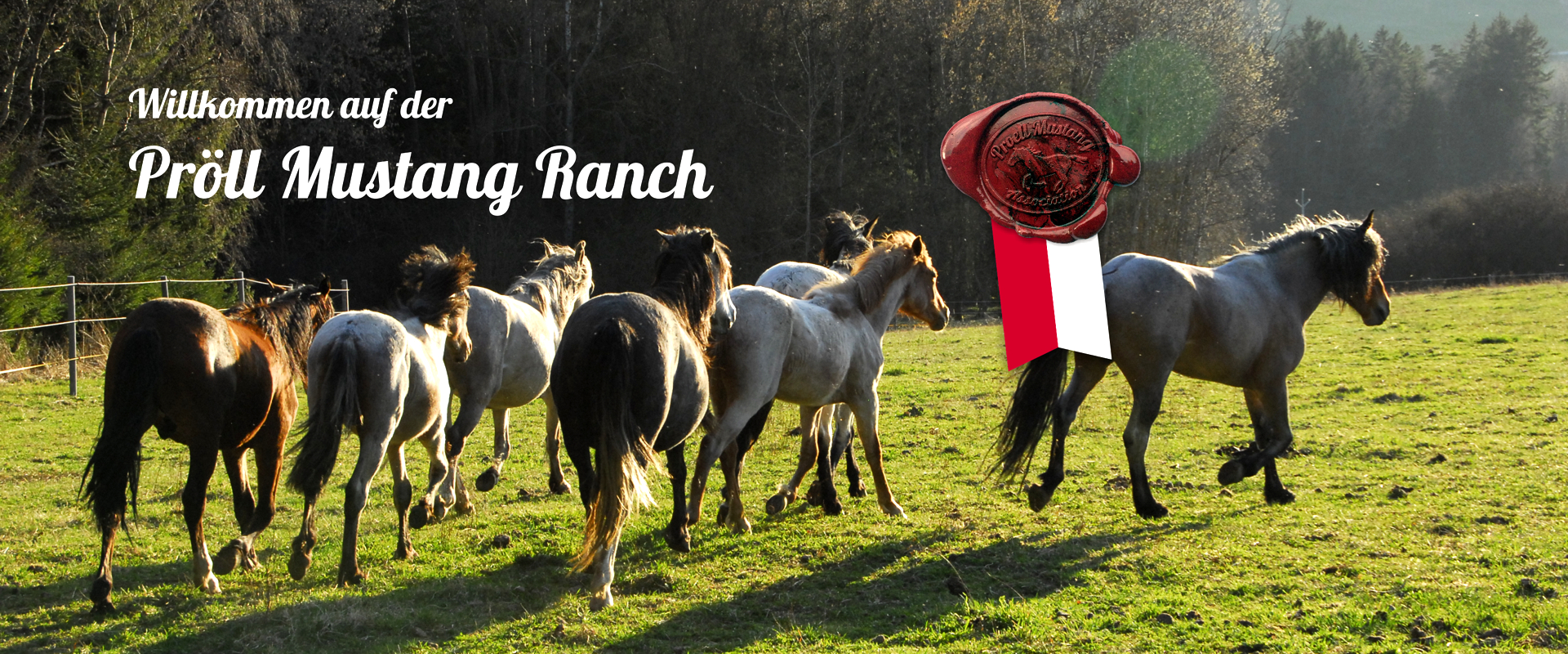 Willkommen auf der Pröll Mustang Ranch