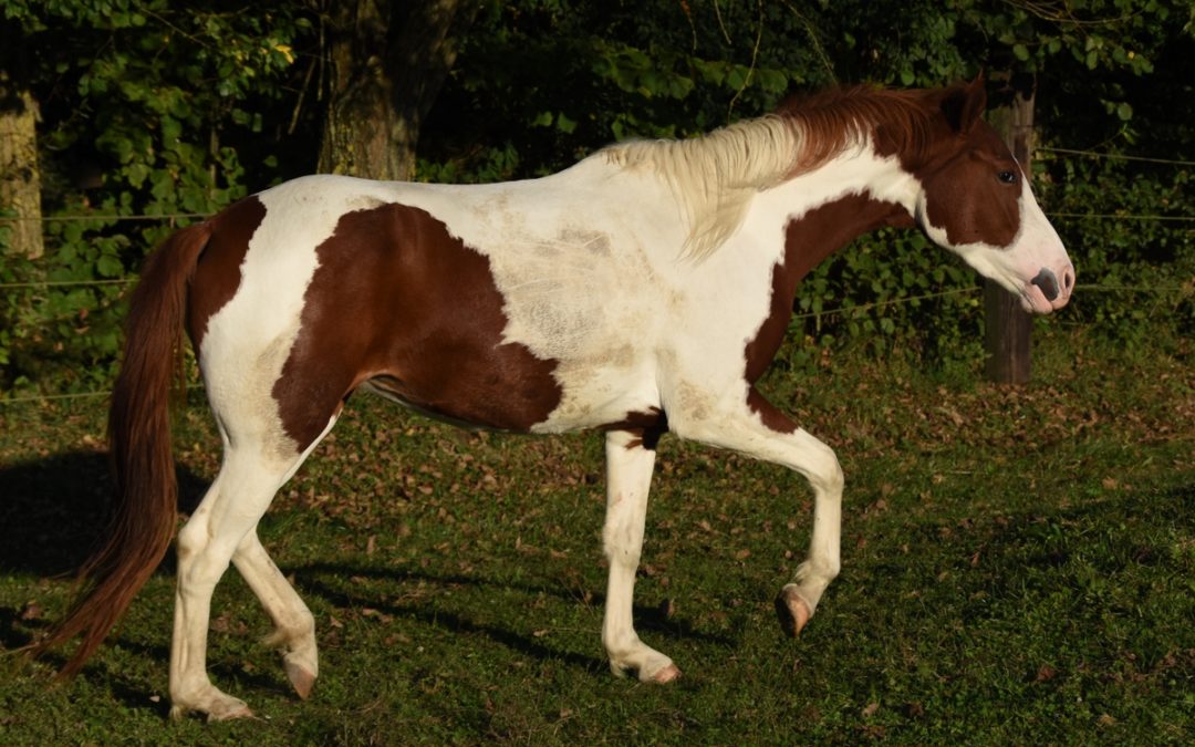 Safira