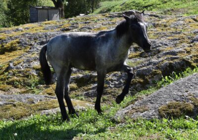 Pferd Cheyenne River Rock aus der Mustangzucht von Erich Pröll