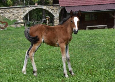 Pferd Spirit Donna Rock aus der Mustangzucht von Erich Pröll