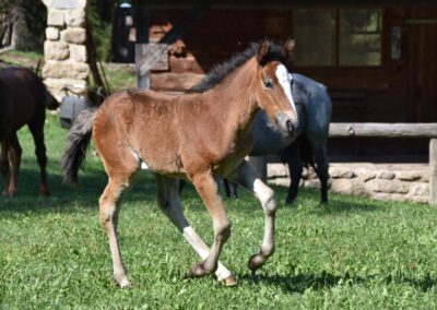 Pferd Spirit Donna Rock aus der Mustangzucht von Erich Pröll