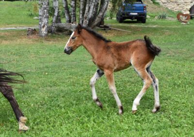 Pferd Spirit Donna Rock aus der Mustangzucht von Erich Pröll