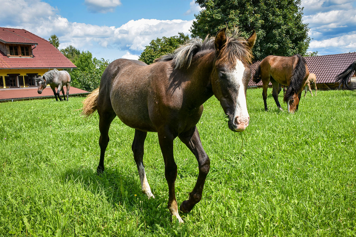 Pferd Spirit Donna Rock aus der Mustangzucht von Erich Pröll