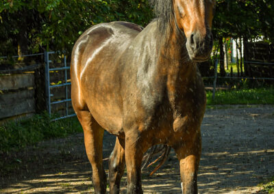 Reno, 2023 Gelding