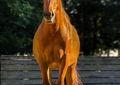 Yellowstone, 2024 Gelding