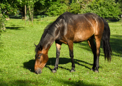 Reno, 2023 Gelding