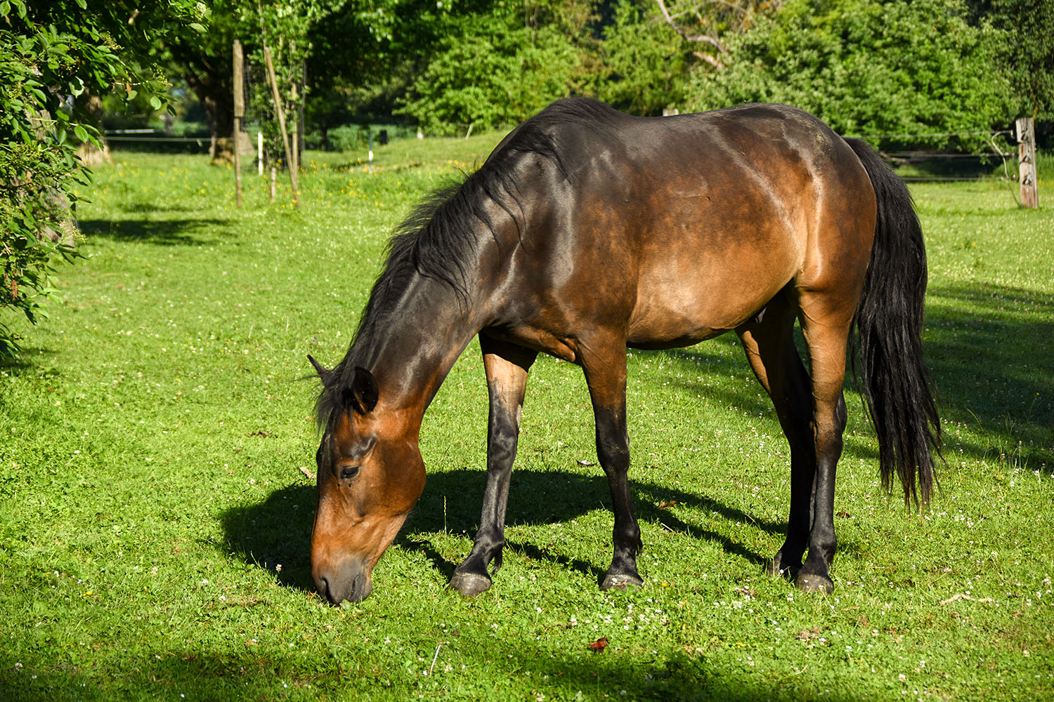 Reno Mustang