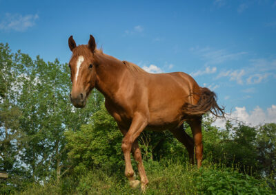 Yellowstone, 2024 Gelding
